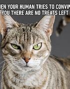 Image result for Regex Cat Meme