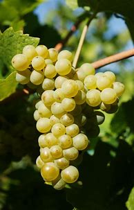 Image result for Fromm Chenin Blanc Pinot