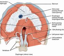 Image result for Diaphragm Central Tendon