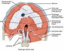 Image result for Diaphragm Central Tendon
