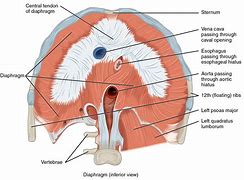 Image result for Openingsof Diaphragm Muscle