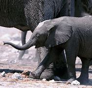 Image result for animals