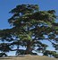 Image result for Ornamental Cedars