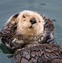 Image result for Otter Mammal