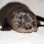 Image result for Sleepy Otter
