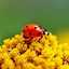 Image result for iPhone 11 Pro Max Wallpaper Insects