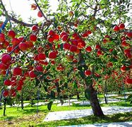Image result for Japanese Apple Tree