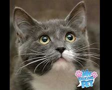 Image result for Mimsie The Cat