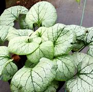 Image result for Brunnera macrophylla Looking Glass (r)