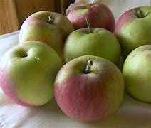 Image result for What Is a Snow Apple