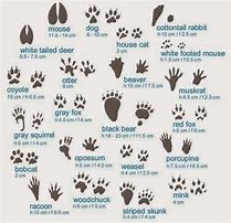 Image result for Animal Tracks for Kids
