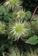 Image result for Clematis Seed Heads