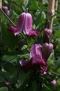 Image result for Clematis Queen Mother