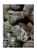Image result for Garden Moss Rock Painting