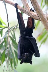 Image result for Black Bat Bird