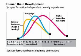 Image result for Adult Brain Development Chart