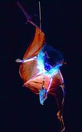 Image result for Bat-Eating Moth Pic