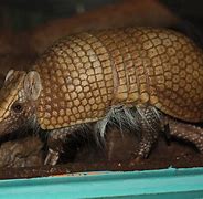 Image result for Armadillo Isolated