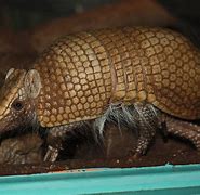 Image result for Beautiful Armadillo
