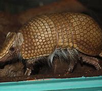 Image result for Armadillo Face