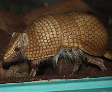 Image result for Armadillo Standing Up
