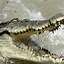 Image result for Crocodile Attack