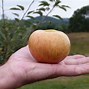 Image result for Cox's Orange Pippin Apple