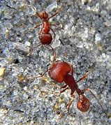 Image result for Zooland Ants