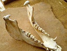 Image result for Small Animal Jaw Bones