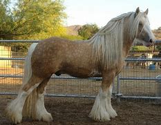Image result for Palomino Gypsy Vanner Horse