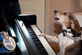 Image result for Dog Playing Piano Meme