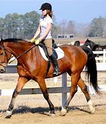 Image result for Horse Riding Wallpaper