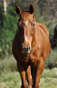 Image result for Front Look Horse HD Image
