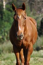 Image result for Award-Winning Horse Photography