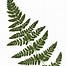 Image result for Woodsia obtusa
