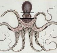 Image result for Cartonny Octopus