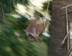 Image result for Pics of Bats in the Belfry