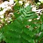 Image result for Dryopteris goldiana
