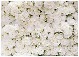 Image result for White Roses Backdrop