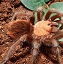 Image result for Biggest Spider in Europe