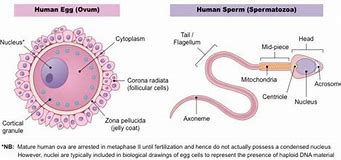 Image result for Gamete Cells