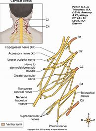 Image result for Spinal Cord Reflexes