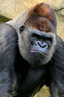 Image result for First Gorilla Blue Eyed