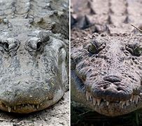 Image result for A Crocodile and an Alligator