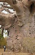 Image result for 6000 Year Old Baobab Tree