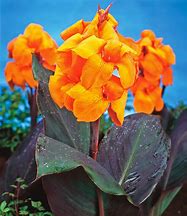 Image result for Canna Wyoming