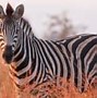 Image result for zebras facts
