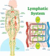 Image result for Lung Lymph Node Locations