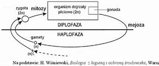 Image result for cykl_biogeochemiczny