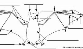 Image result for Bat Characteristics